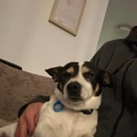 Photo of Oreo