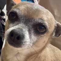 Photo of Goose And Stevie Uffelman