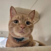 Photo of Cheeto