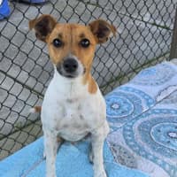 Photo of Chevy