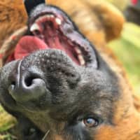 Photo of Rusky