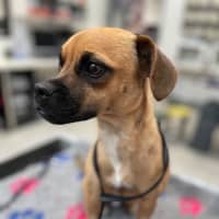 Photo of Ruby
