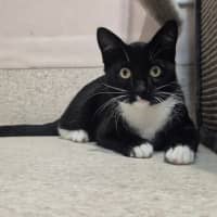 Photo of Onyx (0032)