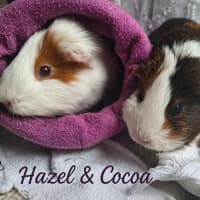 Photo of Hazel & Cocoa