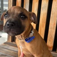 Photo of Charlee   10 Week Old Staffy X (Trial)