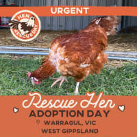 Photo of Warragul, Vic   Rescue Hens   Adoption Day