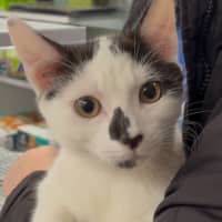 Photo of Sherlock