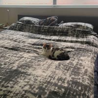 Photo of 🩷 Hattie 🩷