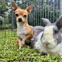 Photo of Fifi