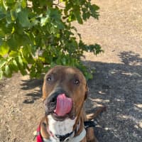 Photo of Mojo