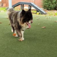 Photo of Soxie