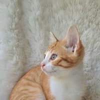 Photo of Merida 
