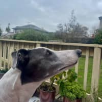 Photo of Marley