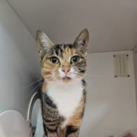 Photo of Bixby