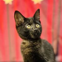 Photo of Draco (Located In Preston) 