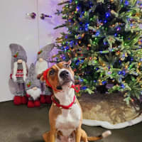 Photo of Gidget *$350 Adoption Fee*