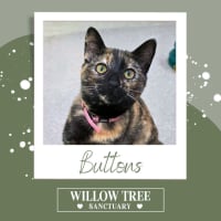Photo of Buttons