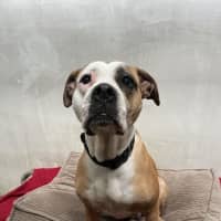 Photo of Shelby
