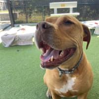 Photo of D1281 Rusty 