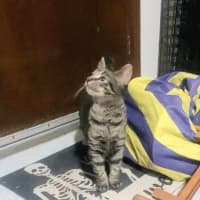 Photo of Justice *9 Lives Project Rescue*