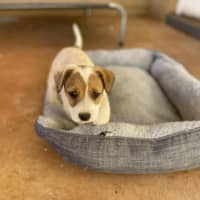 Photo of Dumplin