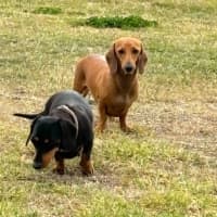 Photo of Betty And Dobbie