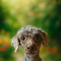 Photo of Sam