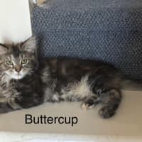 Photo of Buttercup Meetme@Hastings Petstock Store 