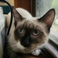 Photo of Socks 