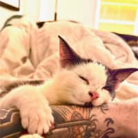 Photo of Gizmo / Molly Moo