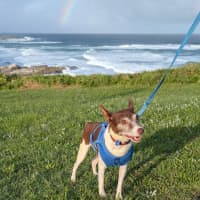 Photo of Bear   8 Year Old Tenterfield Terrier