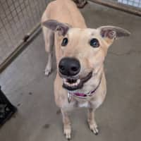 Photo of Honey (Prev. Gooseberry)
