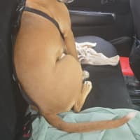Photo of Harry   1 Year Old Ridgeback X