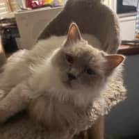 Photo of Casper