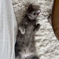 Photo of Earl Grey