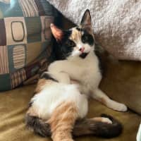 Photo of Alice *9 Lives Project Rescue*
