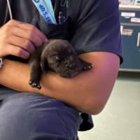 Photo of Odin