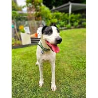 Photo of Bella *$150 Adoption Fee*