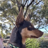 Photo of Lunaris (Maggie)