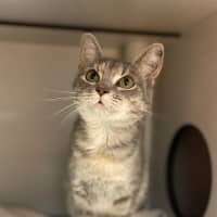 Photo of Piper