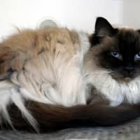 Photo of Pearl Sua014048