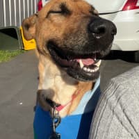 Photo of Goose