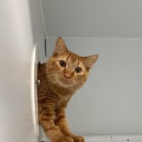 Photo of Chilli