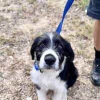 Photo of Sherlock