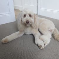 Photo of Gnocchi Russelton