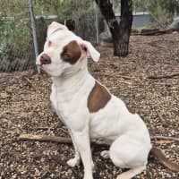 Photo of Ruby