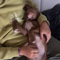 Photo of Lulu   5 Month Old Staffy X