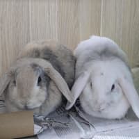 Photo of 🥖 Baguette 6961 🥖