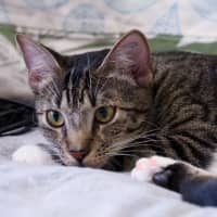 Photo of Benji