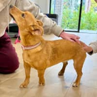 Photo of Honey   9 Month Old Kelpie X Jack Russell 